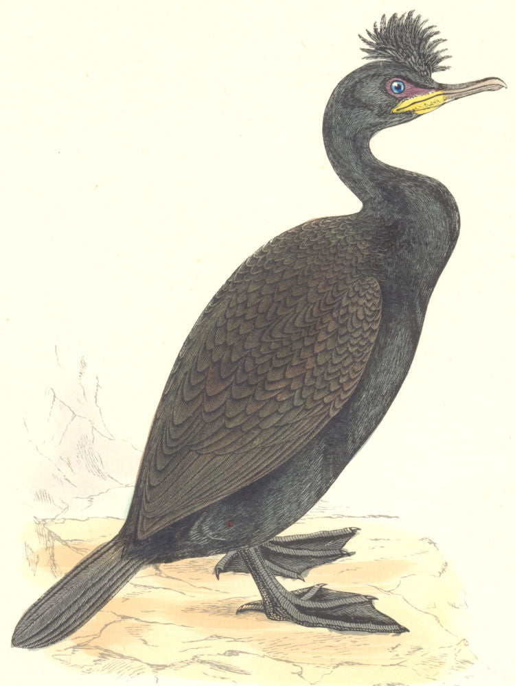 BIRDS. Green Cormorant. Found in Europe. USA. Asia (Morris) 1880 old print